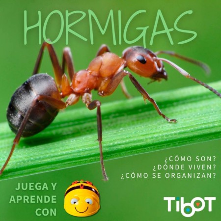 Pack abeja y hormigas tilk bee - bot - blue - bot tapete + actividades